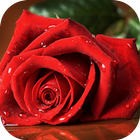 Beautiful Rose Wallpapers icon