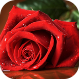 Beautiful Rose Wallpapers