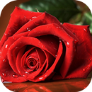 Beautiful Rose Wallpapers APK