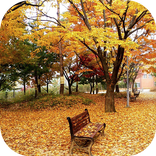 Beautiful Trees Wallpapers