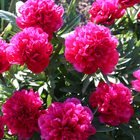 Beauty Flowers HD LWP icon