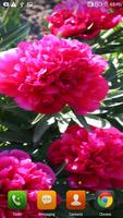 Beauty Flowers HD LWP screenshot 2