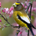 Songbirds LWP