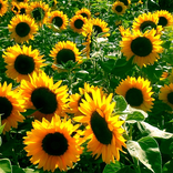 Sunflower Field Live Wallpaper