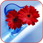 Flowers HD video wallpapers 图标