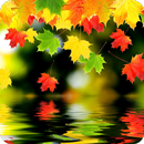 Autumn live wallpaper video APK