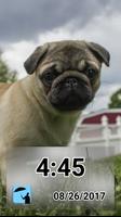 Daily - Pugs poster