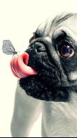 Daily - Pugs اسکرین شاٹ 1