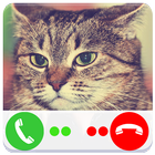 Call Video Cat - Fake Call icon