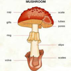 Mycology Atlas APK