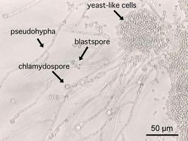 Mycology Atlas पोस्टर