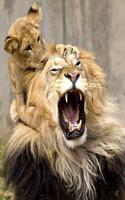 Lion Wallpapers ảnh chụp màn hình 3