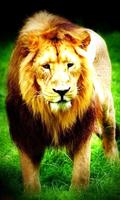 Lion Wallpapers bài đăng