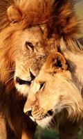 Lion Wallpapers ảnh chụp màn hình 1