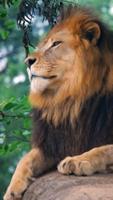 Lion Wallpapers ảnh chụp màn hình 2