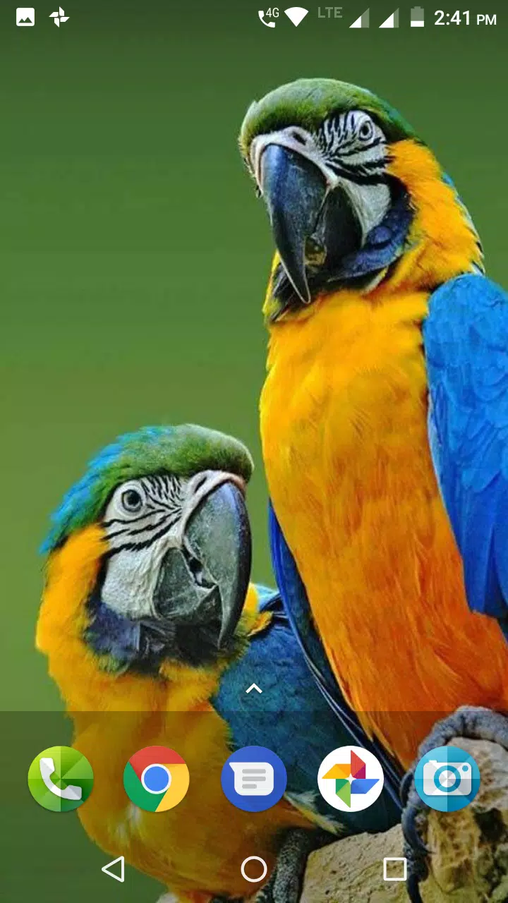Macaw Wallpaper APK for Android Download