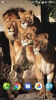 Big Cats Wallpaper الملصق