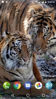 Big Cats Wallpaper تصوير الشاشة 3