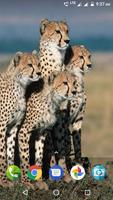 Big Cats Wallpaper تصوير الشاشة 2