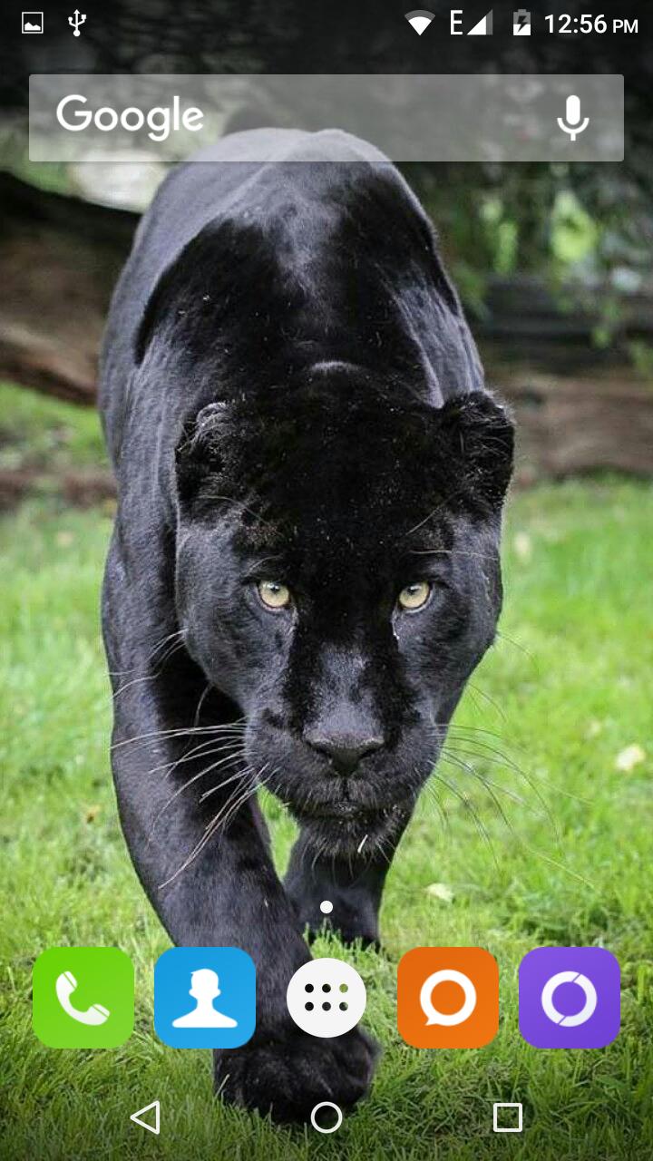 Black Panther 3d Wallpaper Download Image Num 92