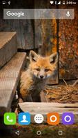 Cute Fox Wallpapers HD ภาพหน้าจอ 1