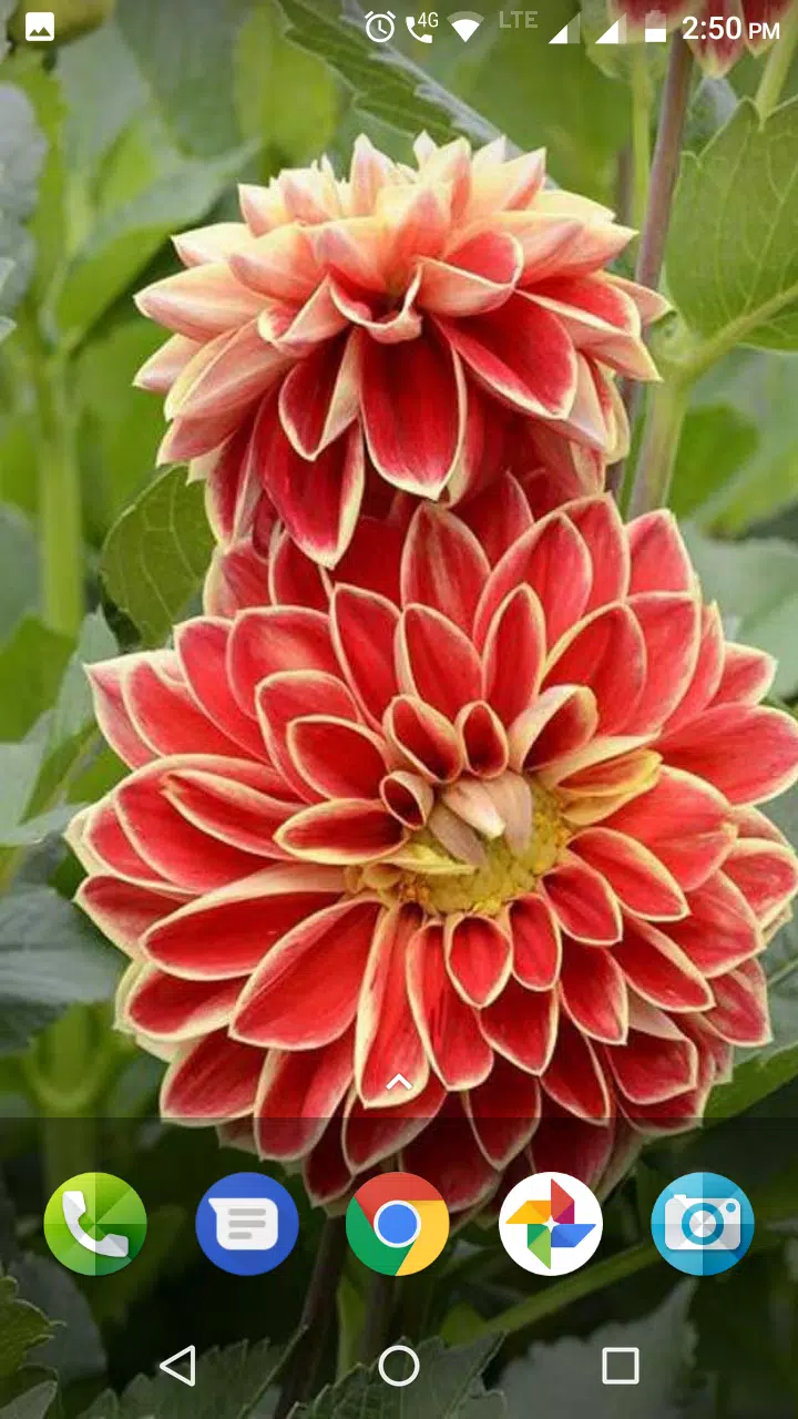 Skachat Dahlia Flower Wallpaper Hd Apk Dlya Android