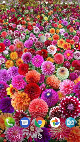 無料で Dahlia Flower Wallpaper Hd アプリの最新版 Apk3 1をダウンロードー Android用 Dahlia Flower Wallpaper Hd Apk の最新バージョンをダウンロード Apkfab Com Jp