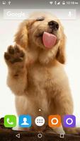 پوستر Golden Retriever Dog Wallpaper