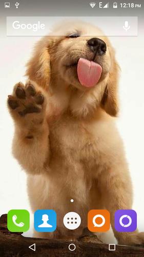 Golden Retriever Dog Wallpaper for Android - APK Download