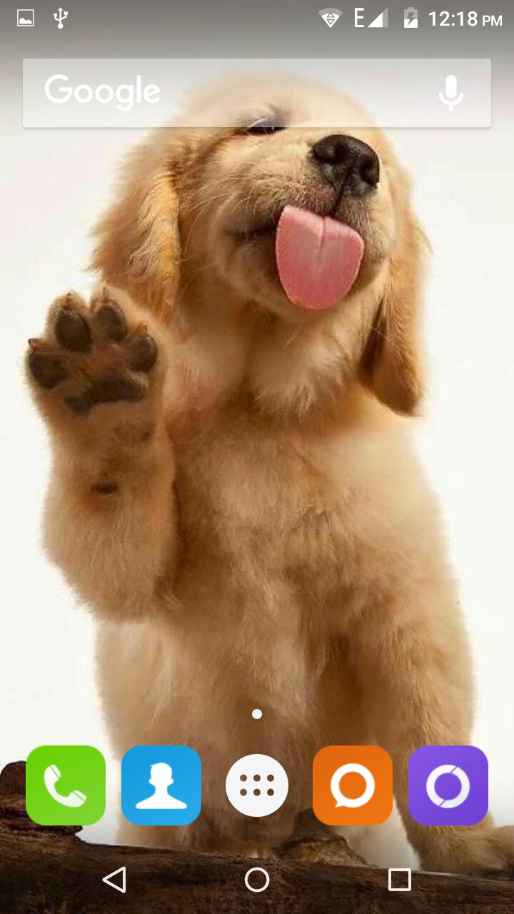 Golden Retriever Dog Wallpaper APK for Android Download