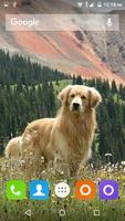برنامه‌نما Golden Retriever Dog Wallpaper عکس از صفحه