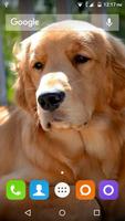 برنامه‌نما Golden Retriever Dog Wallpaper عکس از صفحه