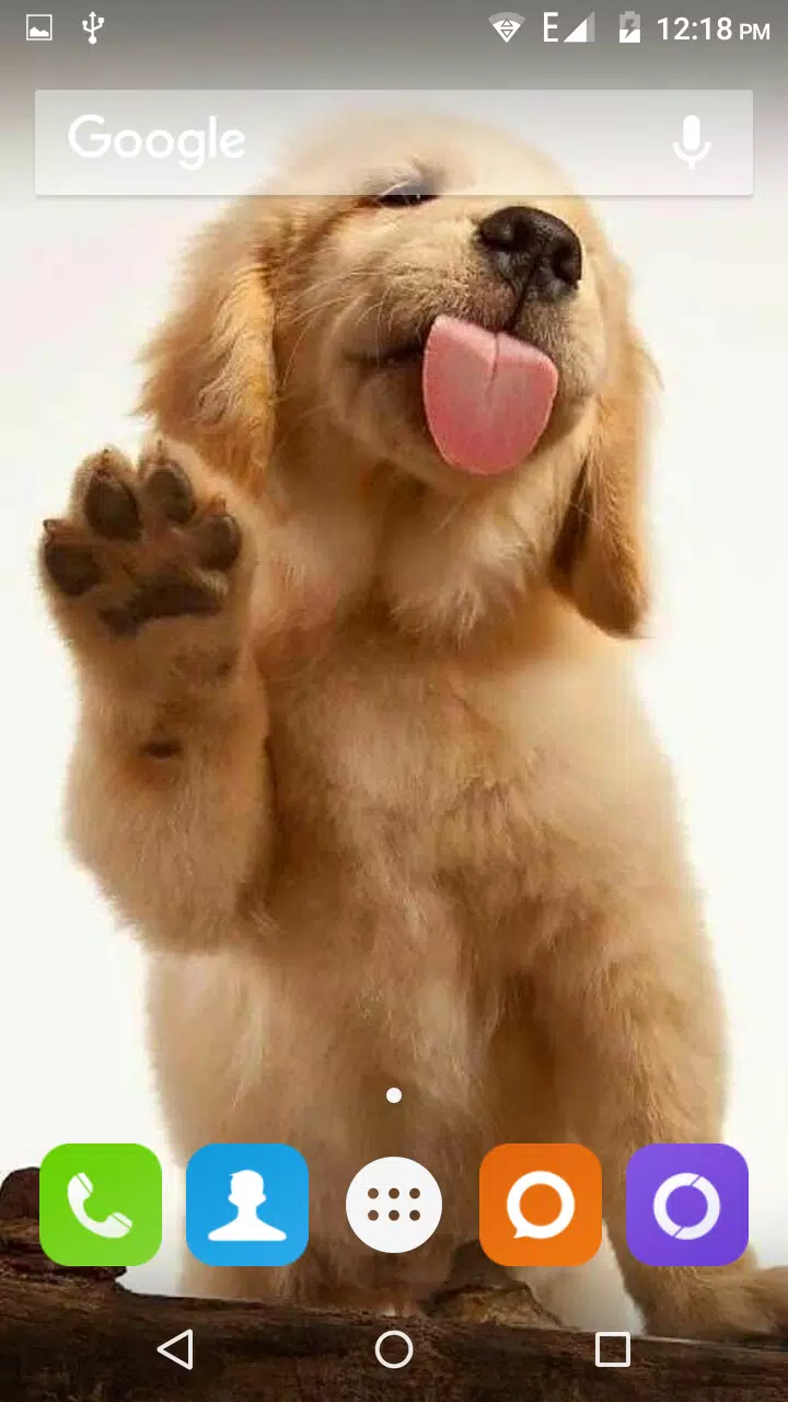 Tải xuống APK Golden Retriever Dog Wallpaper cho Android