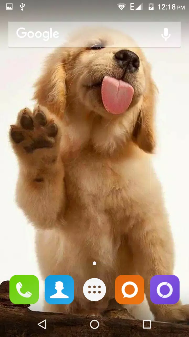 Tải xuống APK Golden Retriever Dog Wallpaper cho Android Tải xuống APK Golden Retriever Dog Wallpaper cho Android
