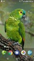 Parrot Wallpaper Hd syot layar 1