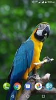 Parrot Wallpaper Hd Plakat