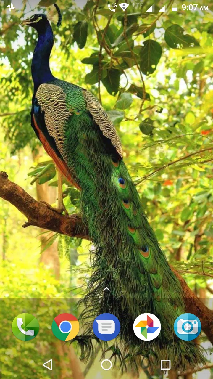 Peacock Wallpaper APK for Android Download Peacock Wallpaper APK for Android Download