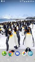 برنامه‌نما Penguin Wallpaper عکس از صفحه