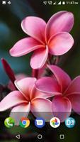 Plumeria Wallpaper screenshot 1