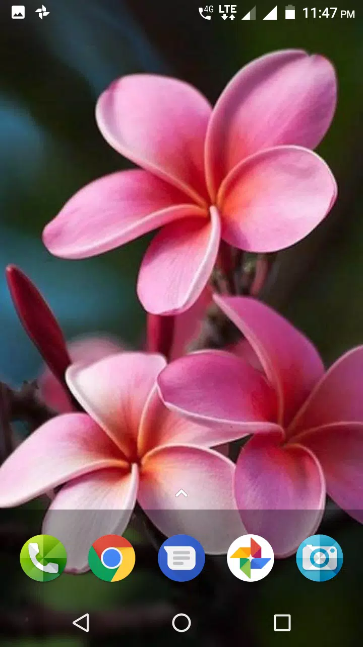 Plumeria Wallpaper APK for Android Download
