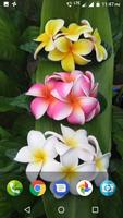 Plumeria Wallpaper poster
