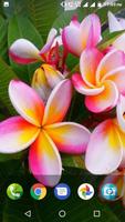 Plumeria Wallpaper screenshot 3