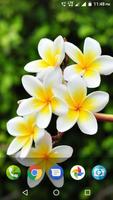 Plumeria Wallpaper screenshot 2