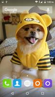 Pomeranian Dog Wallpaper Hd ภาพหน้าจอ 2