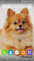 برنامه‌نما Pomeranian Dog Wallpaper Hd عکس از صفحه