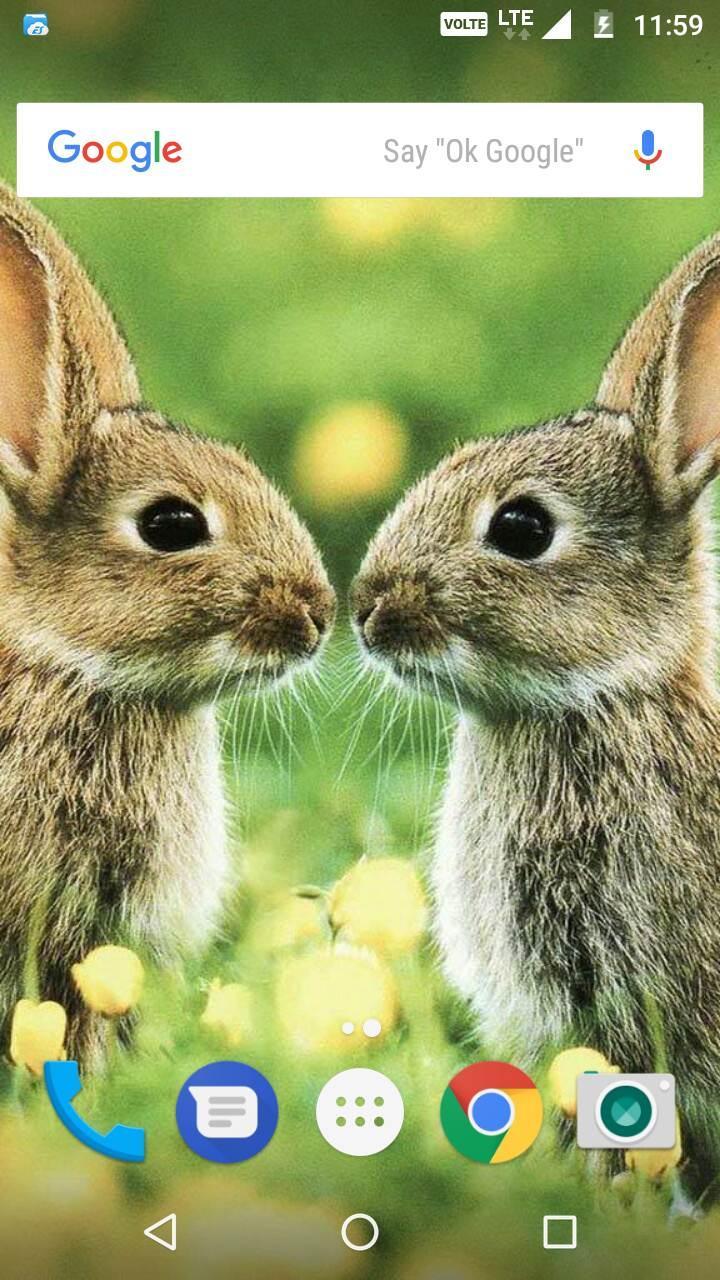 Rabbit Wallpaper Hd For Android Apk Download