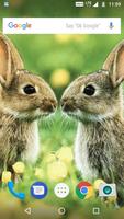 Rabbit Wallpaper HD পোস্টার