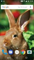 Rabbit Wallpaper HD اسکرین شاٹ 3