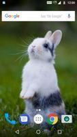 Rabbit Wallpaper HD syot layar 2