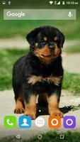 Rottweiler Dog Hd Wallpapers تصوير الشاشة 1
